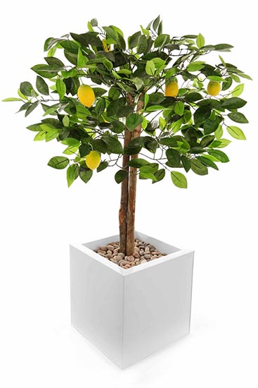 Lemon Tree In Aluminum Planter 