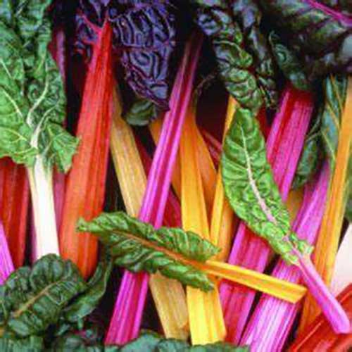 Heirloom Chard 